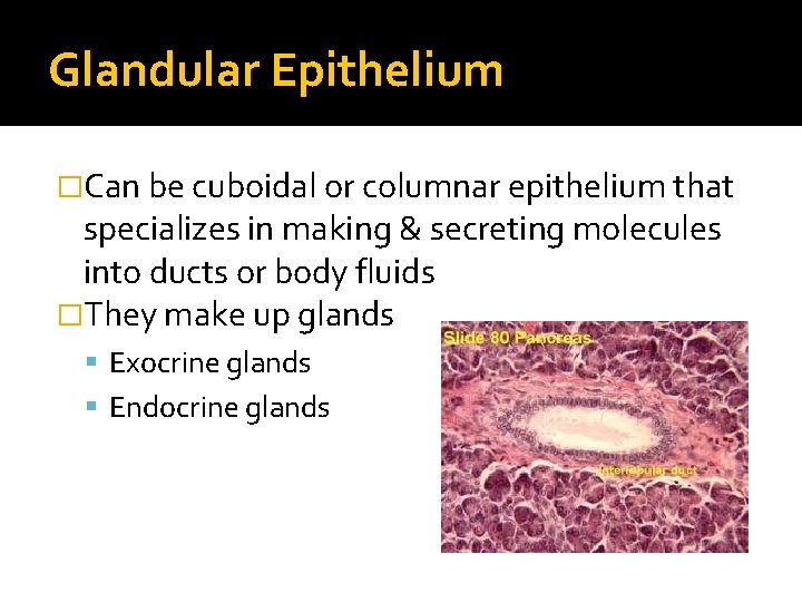 Glandular Epithelium �Can be cuboidal or columnar epithelium that specializes in making & secreting