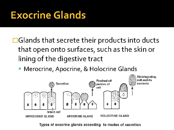 Exocrine Glands �Glands that secrete their products into ducts that open onto surfaces, such