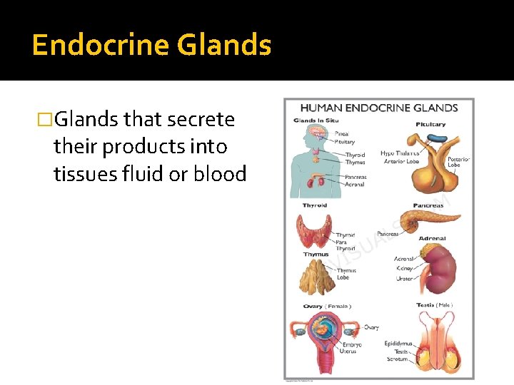Endocrine Glands �Glands that secrete their products into tissues fluid or blood 
