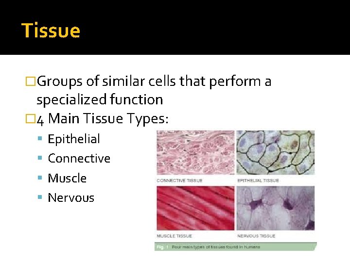 Tissue �Groups of similar cells that perform a specialized function � 4 Main Tissue