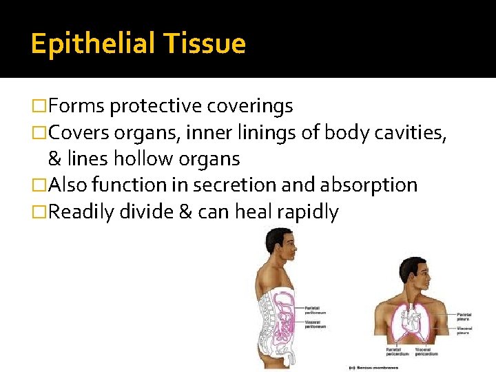 Biology II Unit 3 Tissues Cancer Tissue Groups