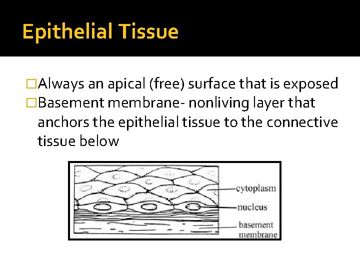 Epithelial Tissue �Always an apical (free) surface that is exposed �Basement membrane- nonliving layer