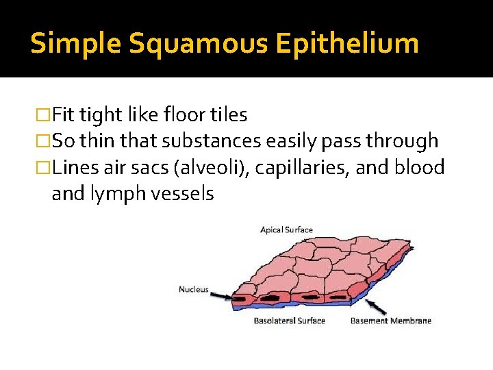 Simple Squamous Epithelium �Fit tight like floor tiles �So thin that substances easily pass