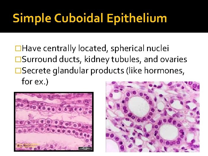 Simple Cuboidal Epithelium �Have centrally located, spherical nuclei �Surround ducts, kidney tubules, and ovaries