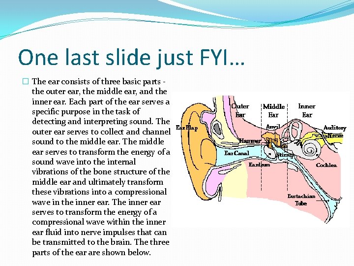 One last slide just FYI… � The ear consists of three basic parts the