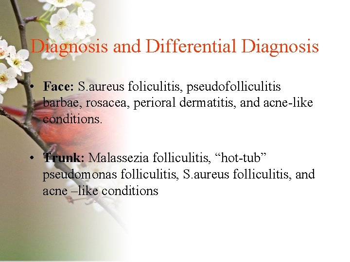 Diagnosis and Differential Diagnosis • Face: S. aureus foliculitis, pseudofolliculitis barbae, rosacea, perioral dermatitis,