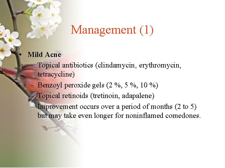 Management (1) • Mild Acne – Topical antibiotics (clindamycin, erythromycin, tetracycline) – Benzoyl peroxide