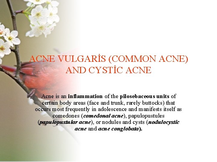 ACNE VULGARİS (COMMON ACNE) AND CYSTİC ACNE Acne is an inflammation of the pilosebaceous