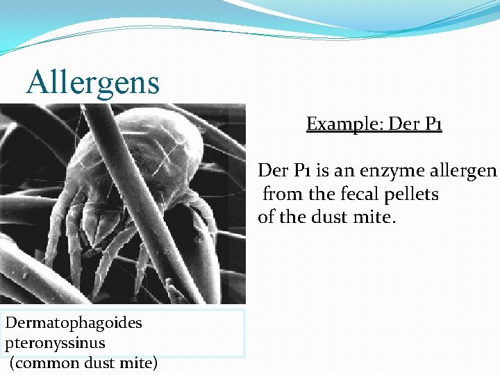 Allergens Example: Der P 1 is an enzyme allergen from the fecal pellets of