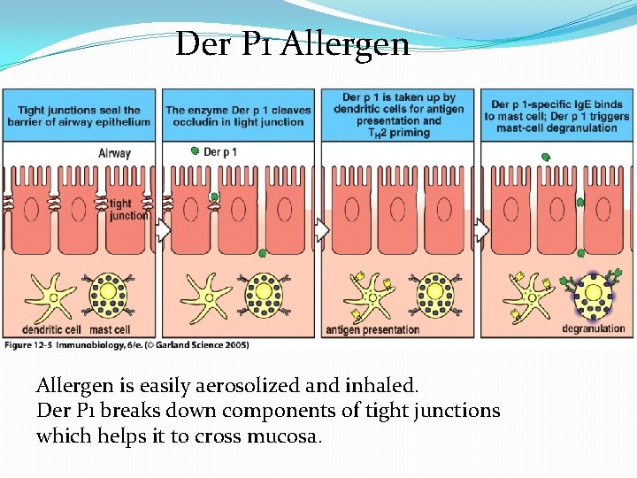 Der P 1 Allergen is easily aerosolized and inhaled. Der P 1 breaks down