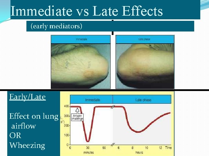 Immediate vs Late Effects (early mediators) Early/Late Effect on lung airflow OR Wheezing 