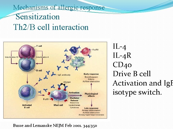 Mechanisms of allergic response Sensitization Th 2/B cell interaction IL-4 R CD 40 Drive