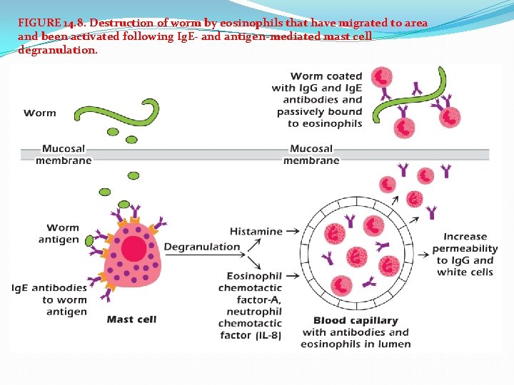 FIGURE 14. 8. Destruction of worm by eosinophils that have migrated to area and