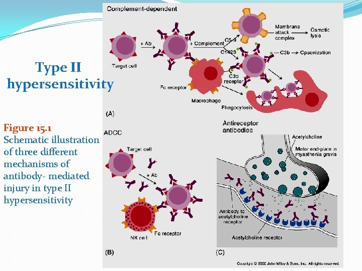 Type II hypersensitivity Figure 15. 1 Schematic illustration of three different mechanisms of antibody-