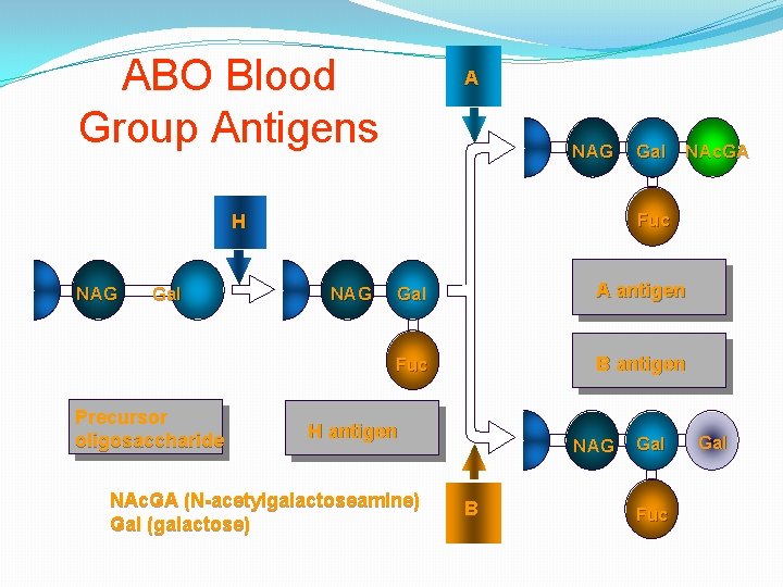 ABO Blood Group Antigens A NAG Fuc H NAG Gal Precursor oligosaccharide Gal NAc.