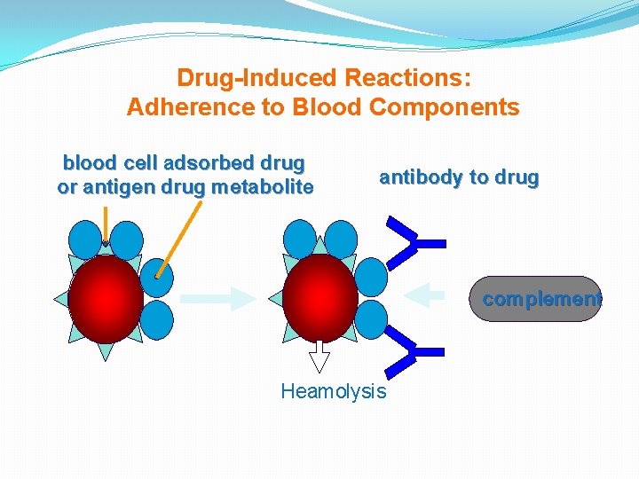 Drug-Induced Reactions: Adherence to Blood Components blood cell adsorbed drug or antigen drug metabolite