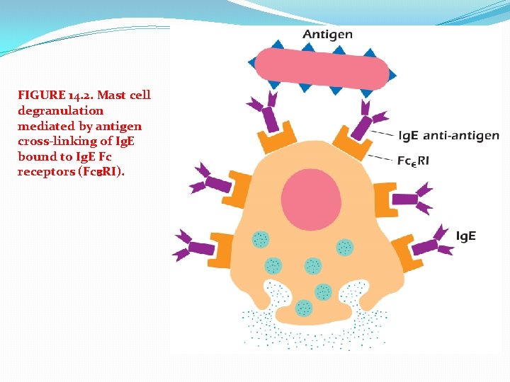 FIGURE 14. 2. Mast cell degranulation mediated by antigen cross-linking of Ig. E bound