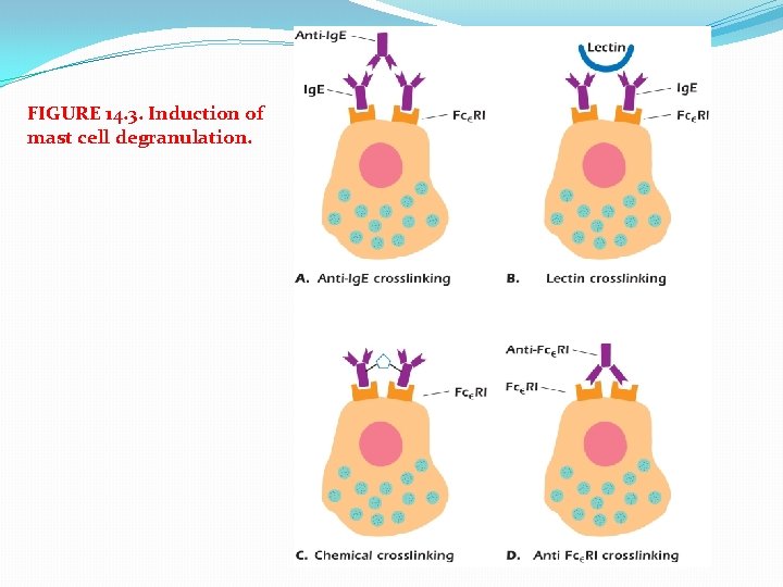 FIGURE 14. 3. Induction of mast cell degranulation. 