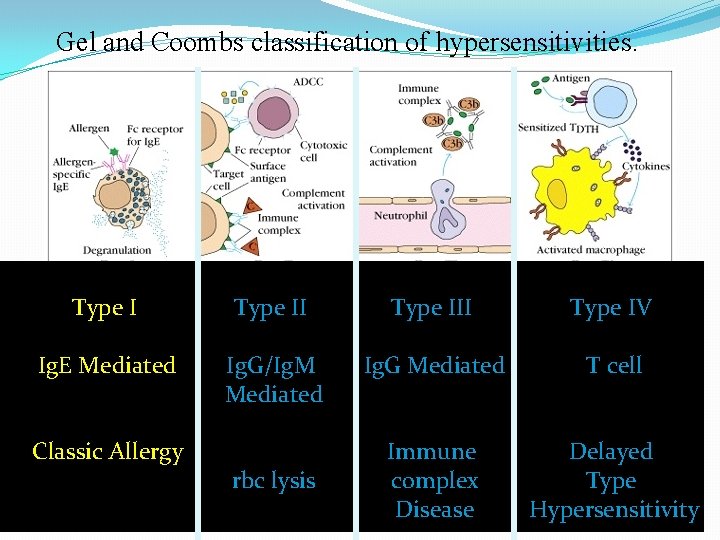 Gel and Coombs classification of hypersensitivities. Type III Type IV Ig. E Mediated Ig.