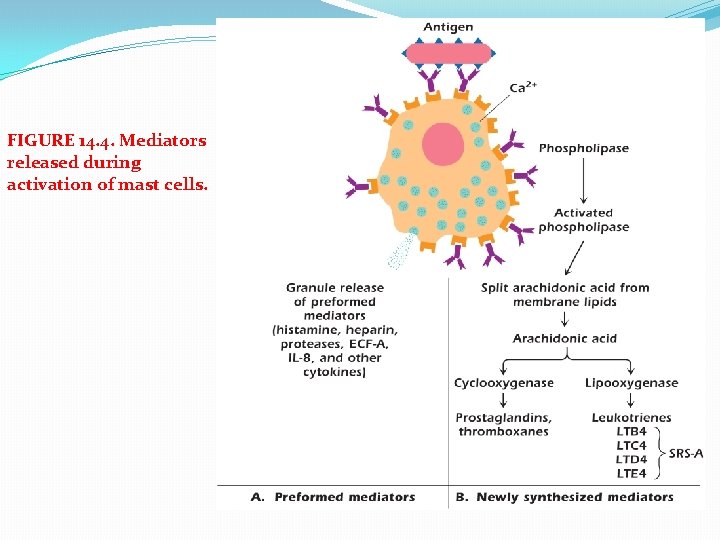 FIGURE 14. 4. Mediators released during activation of mast cells. 