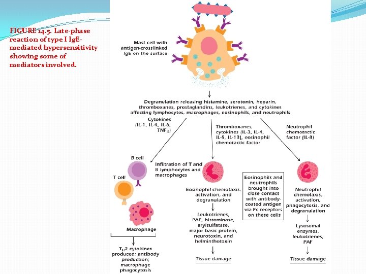 FIGURE 14. 5. Late-phase reaction of type I Ig. Emediated hypersensitivity showing some of