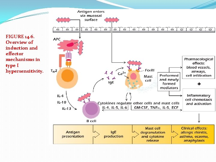 FIGURE 14. 6. Overview of induction and effector mechanisms in type I hypersensitivity. 