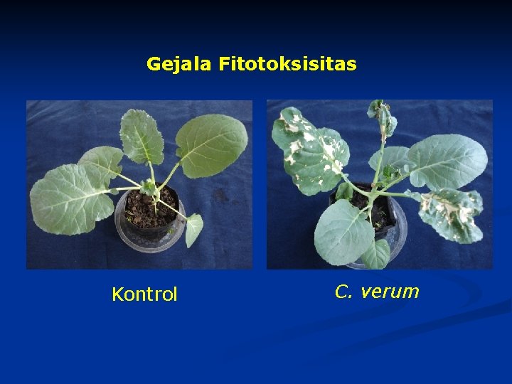 Gejala Fitotoksisitas Kontrol C. verum 