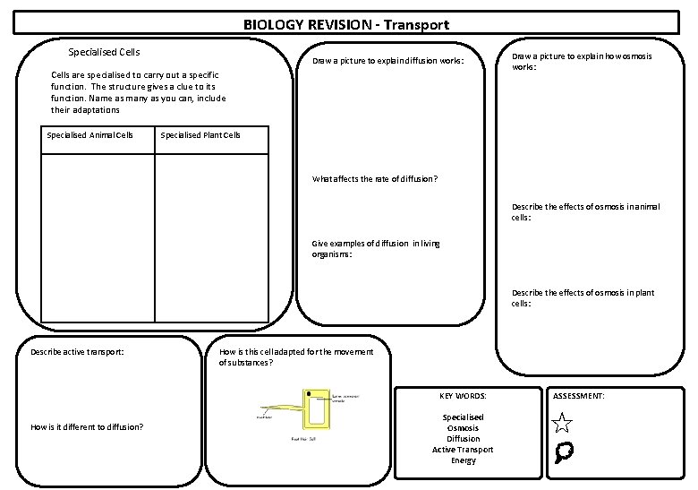 BIOLOGY REVISION - Transport Specialised Cells Draw a picture to explain diffusion works: Cells