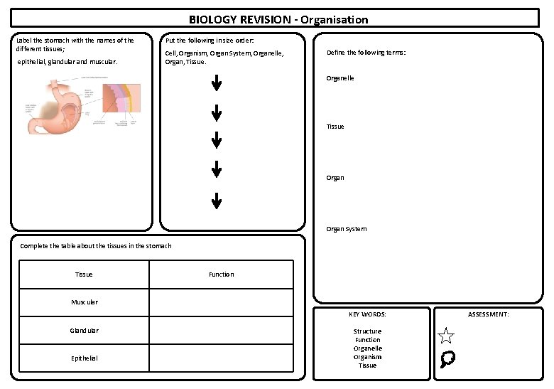 BIOLOGY REVISION - Organisation Label the stomach with the names of the different tissues;