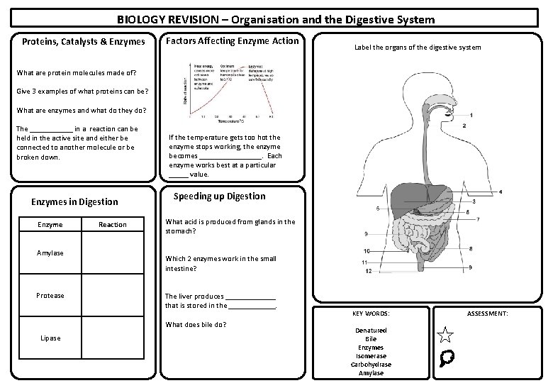 BIOLOGY REVISION – Organisation and the Digestive System Proteins, Catalysts & Enzymes Factors Affecting