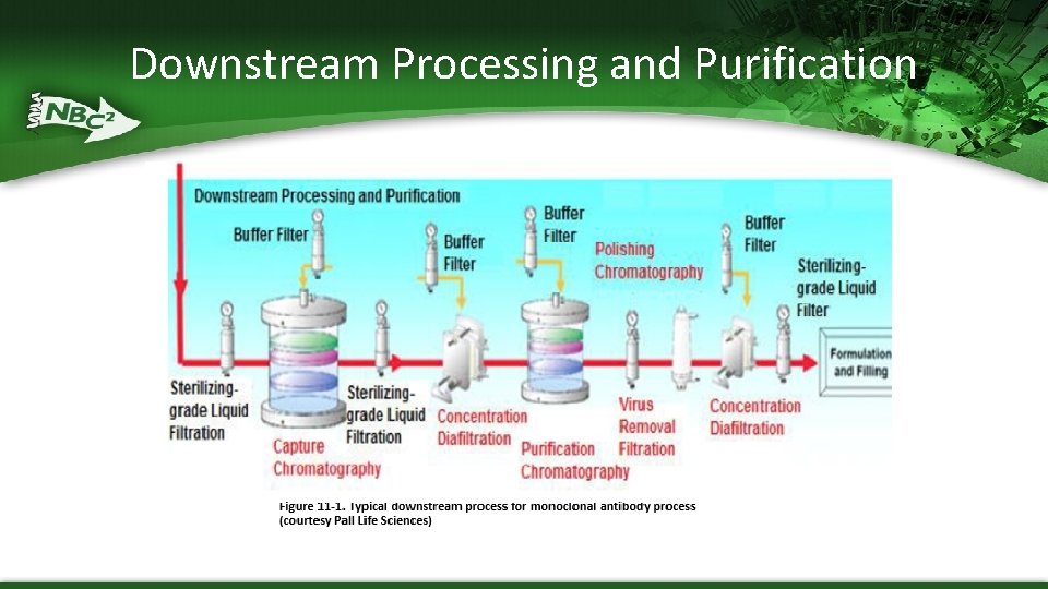 Downstream Processing and Purification 