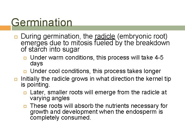 Germination During germination, the radicle (embryonic root) emerges due to mitosis fueled by the