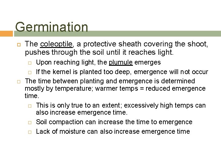 Germination The coleoptile, a protective sheath covering the shoot, pushes through the soil until