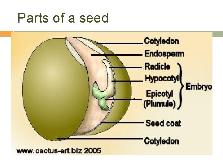 Parts of a seed 