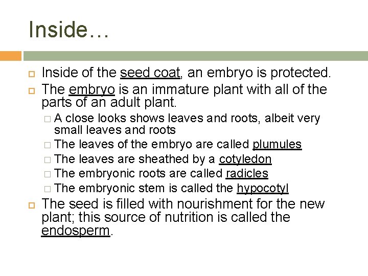 Inside… Inside of the seed coat, an embryo is protected. The embryo is an