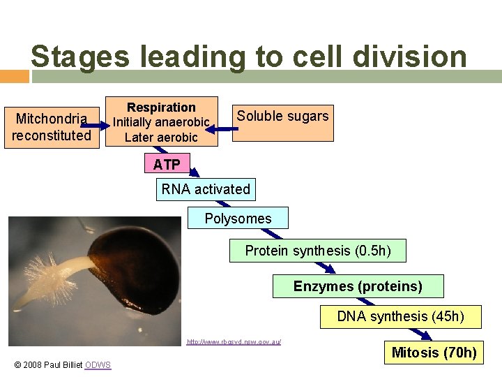 Stages leading to cell division Mitchondria reconstituted Respiration Initially anaerobic Later aerobic Soluble sugars