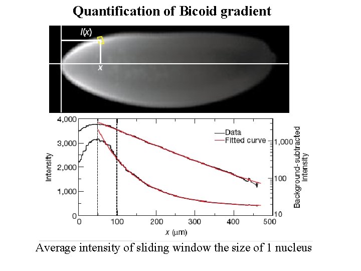 Quantification of Bicoid gradient Average intensity of sliding window the size of 1 nucleus