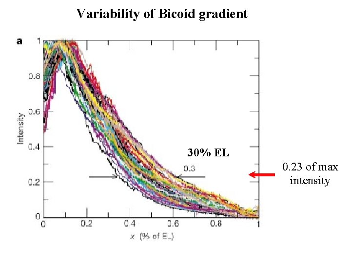 Variability of Bicoid gradient 30% EL 0. 23 of max intensity 
