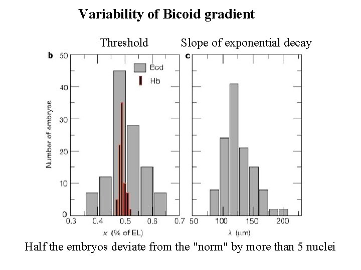 Variability of Bicoid gradient Threshold Slope of exponential decay Half the embryos deviate from