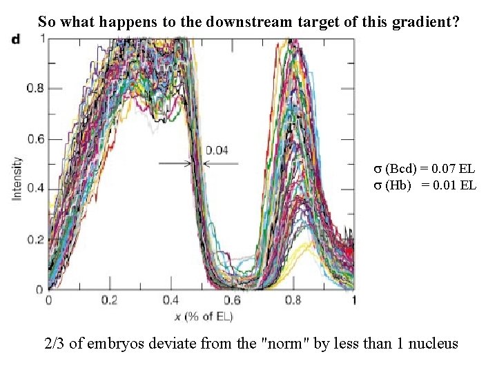So what happens to the downstream target of this gradient? s (Bcd) = 0.