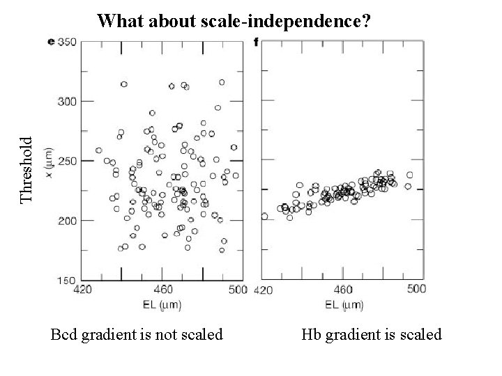 Threshold What about scale-independence? Bcd gradient is not scaled Hb gradient is scaled 