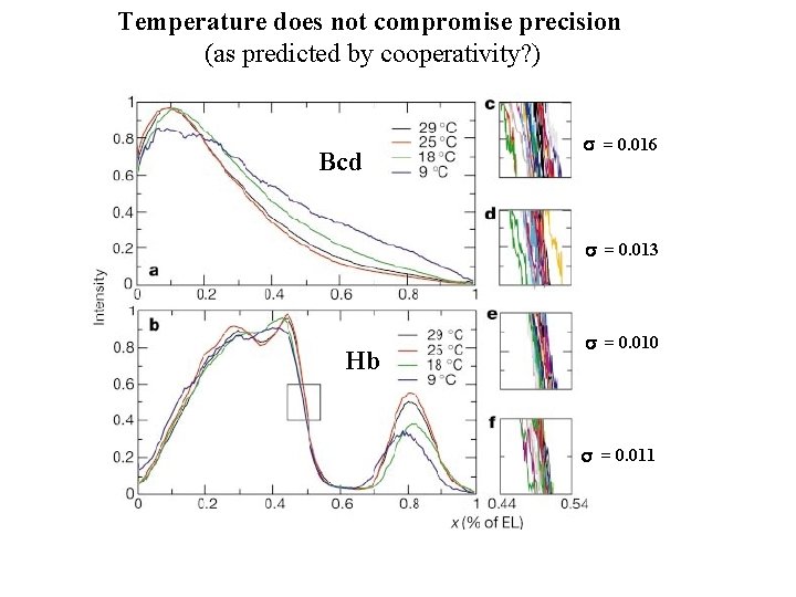 Temperature does not compromise precision (as predicted by cooperativity? ) Bcd s = 0.