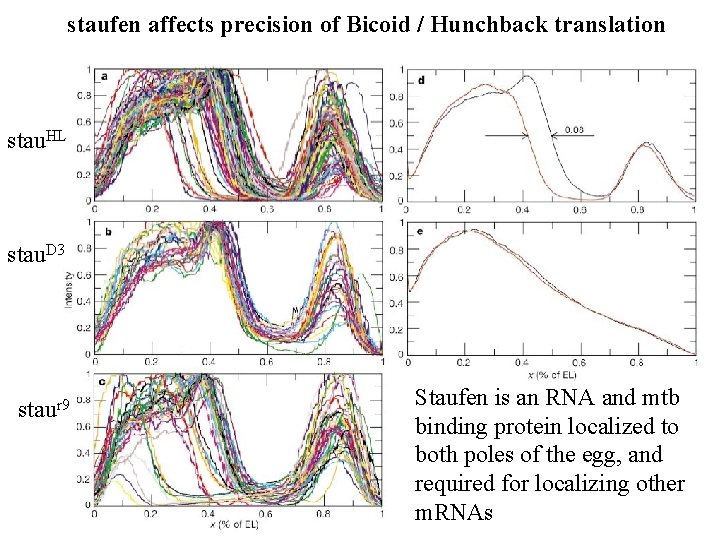 staufen affects precision of Bicoid / Hunchback translation stau. HL stau. D 3 staur