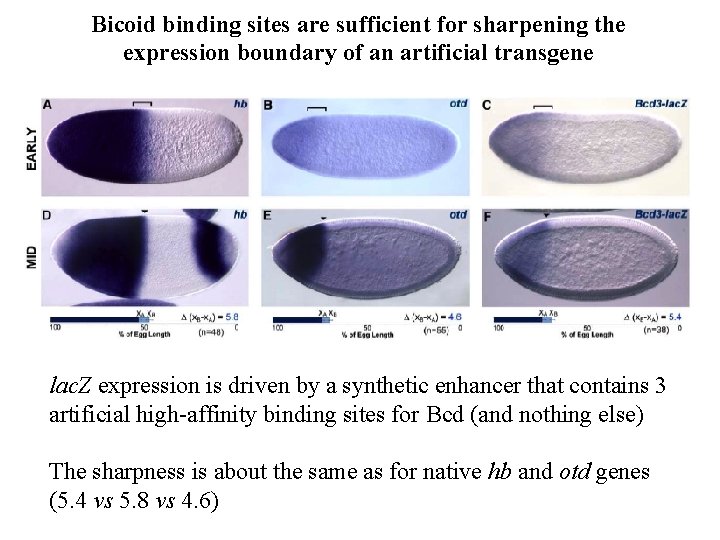 Bicoid binding sites are sufficient for sharpening the expression boundary of an artificial transgene