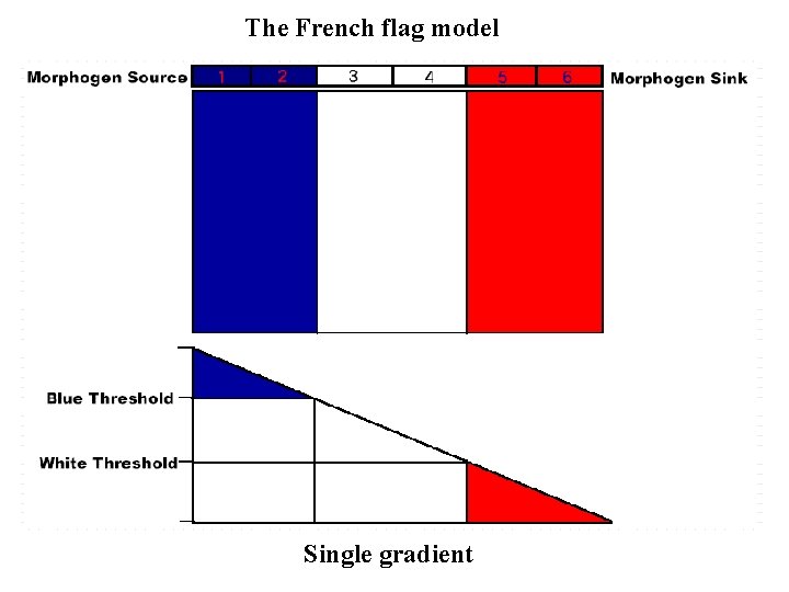 The French flag model Single gradient 