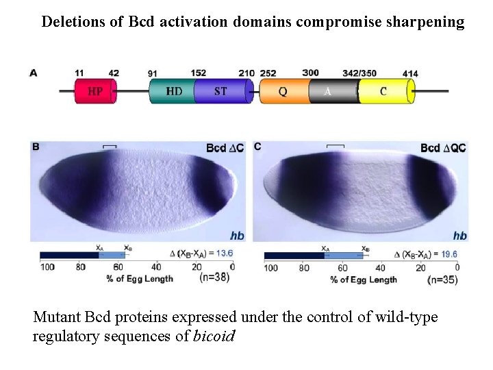 Deletions of Bcd activation domains compromise sharpening Mutant Bcd proteins expressed under the control