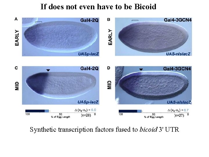 If does not even have to be Bicoid Synthetic transcription factors fused to bicoid