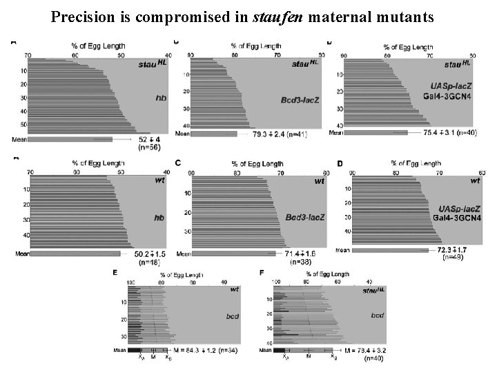 Precision is compromised in staufen maternal mutants 