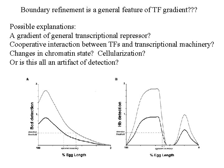 Boundary refinement is a general feature of TF gradient? ? ? Possible explanations: A