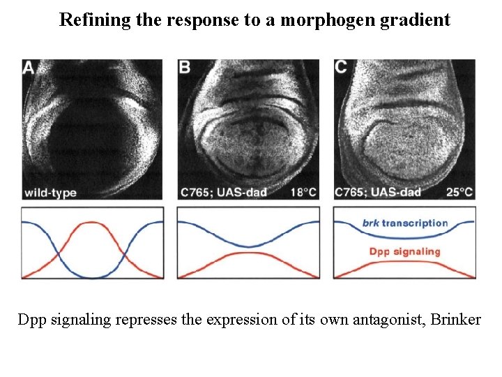 Refining the response to a morphogen gradient Dpp signaling represses the expression of its